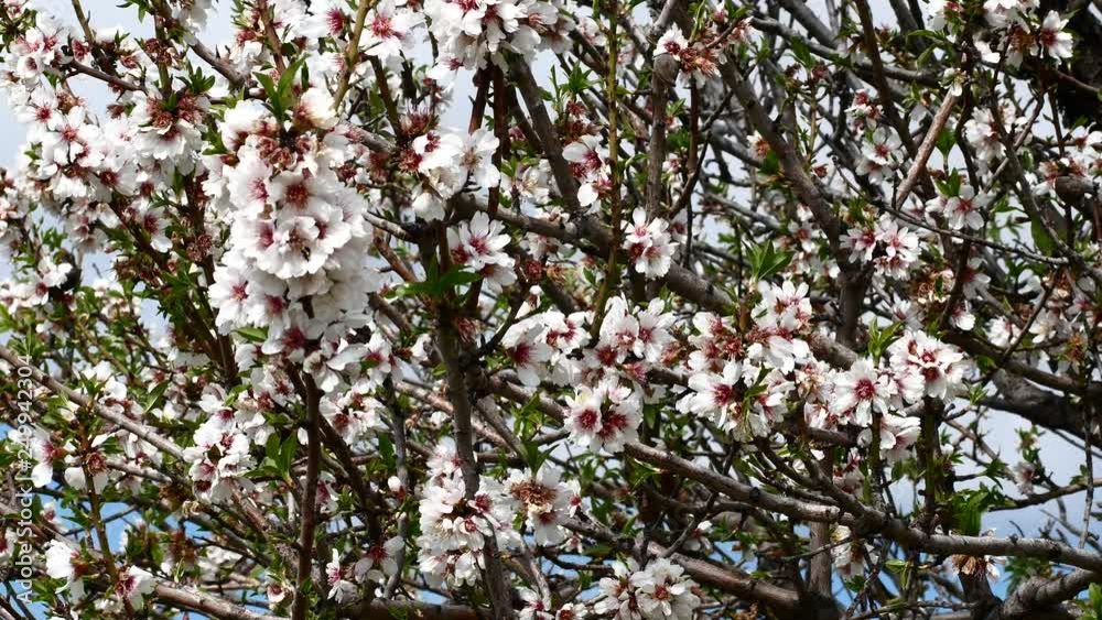 Almond flower Almond Tree Close-up Video 4K Almond flower Almond Tree Close-up Video 4K