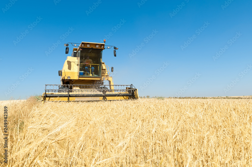 Fototapeta premium cosechadora trabajando en el campo en dia soleado con cielo azul.