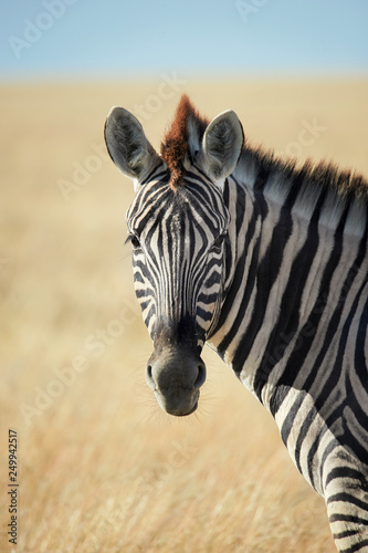 Beautiful portrait of a zebra
