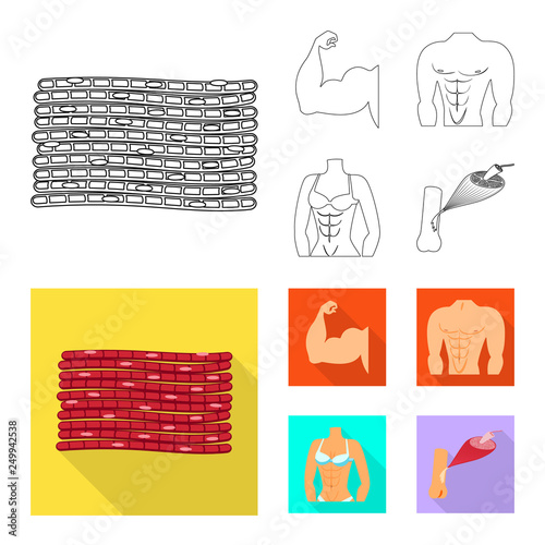 Vector illustration of fiber and muscular sign. Collection of fiber and body  stock vector illustration.