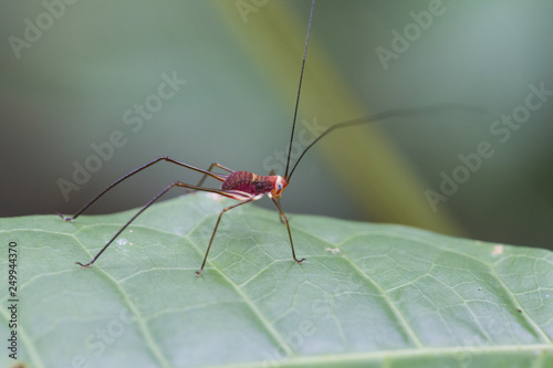 hopper on leaf