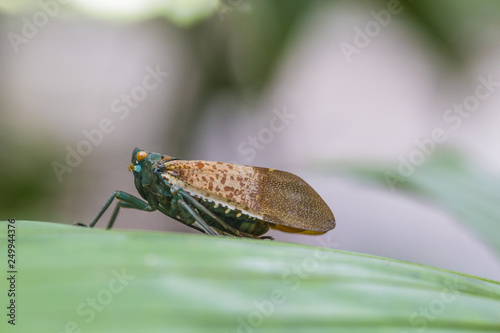 fly on leaf