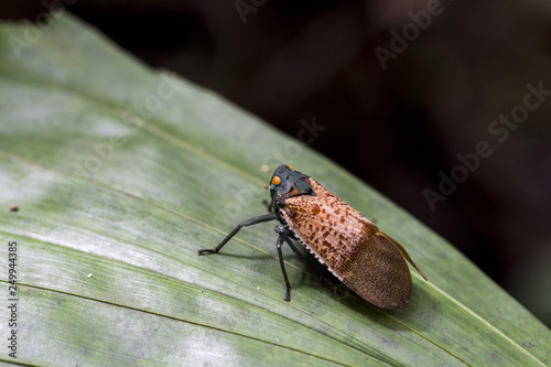 bug on leaf