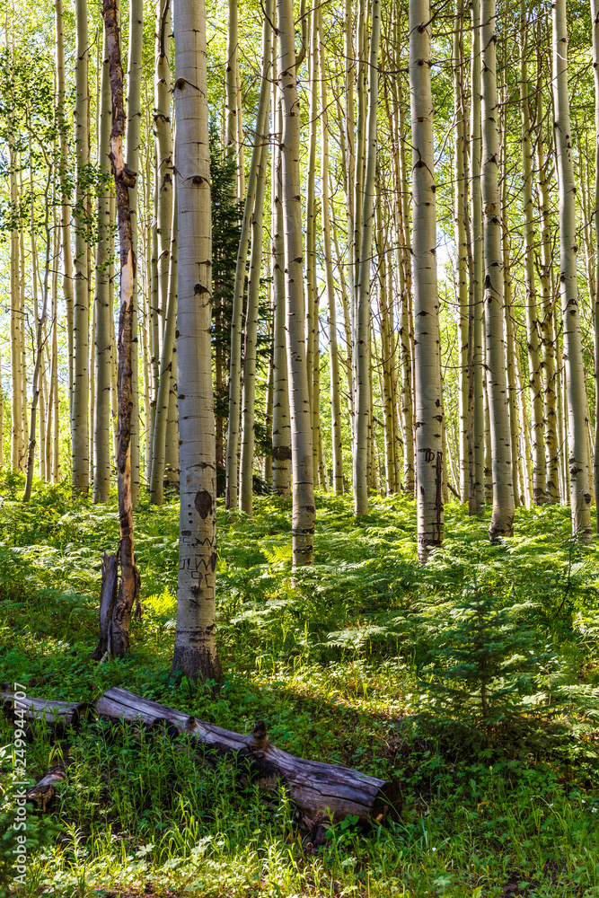 Fototapeta premium Aspen vertical image of the forest floor