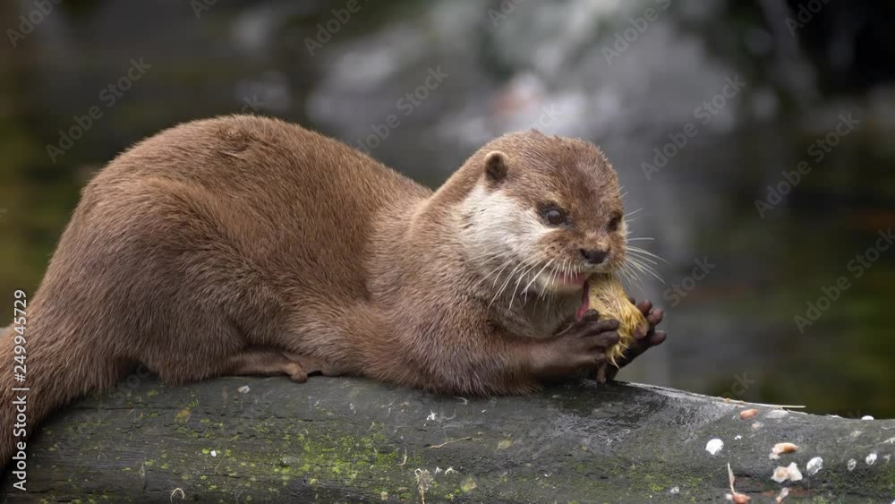 Asian small-clawed otter (Aonyx cinerea) eating prey Asian small-clawed otter (Aonyx cinerea) eating prey