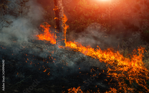  wildfire at sunset, burning pine forest .