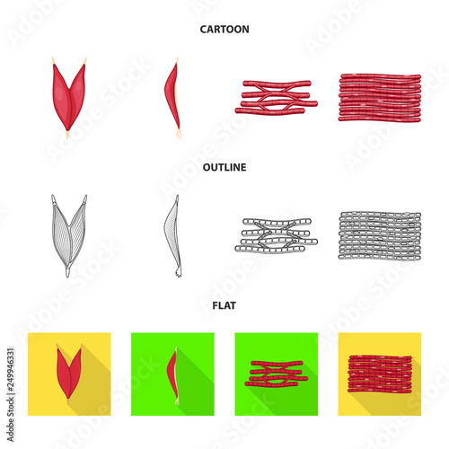 Isolated object of fiber and muscular sign. Collection of fiber and body  stock vector illustration.