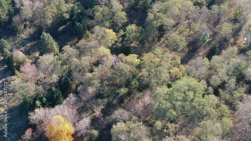 Aerial view of colored autumn trees in the forest. Drone panning. Aerial view of colored autumn trees in the forest. Drone panning.