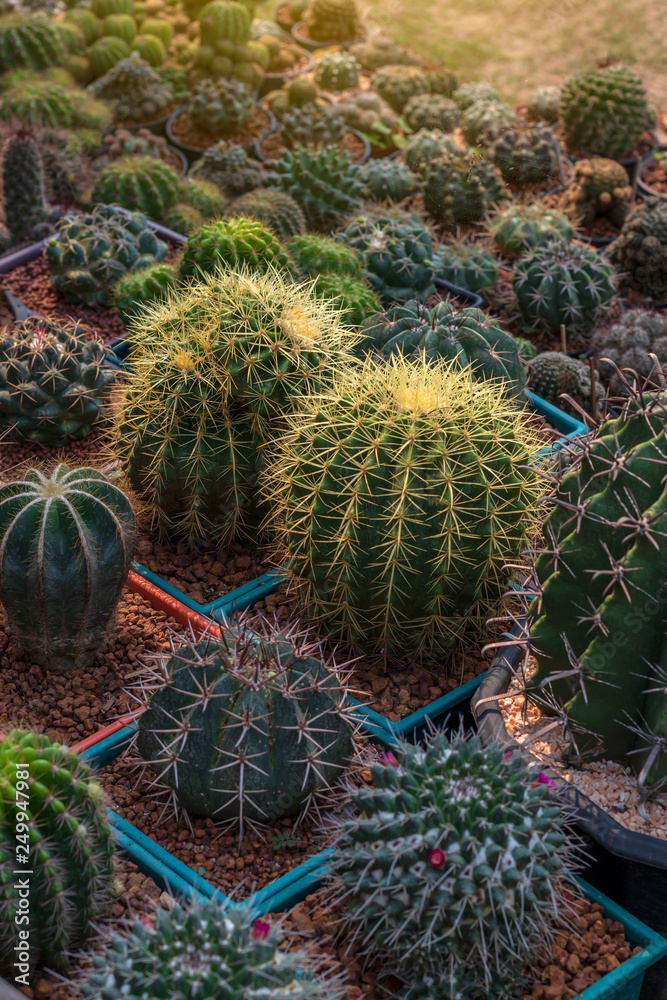 Close-up, large round cactus. Close-up, large round cactus.