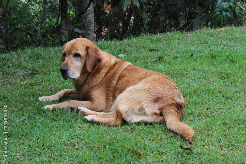 old dog labrador retriever lying on the grass old dog labrador retriever lying on the grass