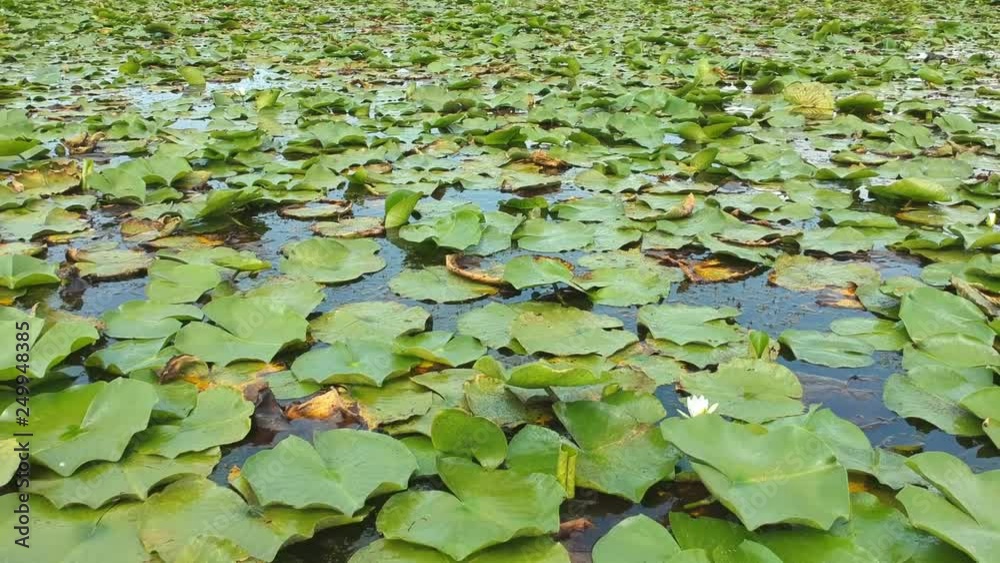 Close aerial view panning over beautiful pink lotus green leaves field in the water. Close aerial view panning over beautiful pink lotus green leaves field in the water.