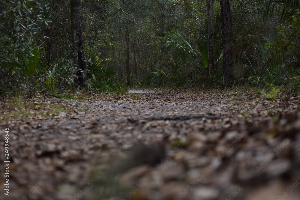 path in forest path in forest
