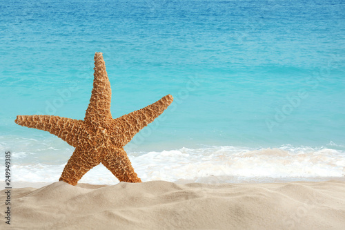 Beautiful view of ocean sand beach and starfish on sunny day