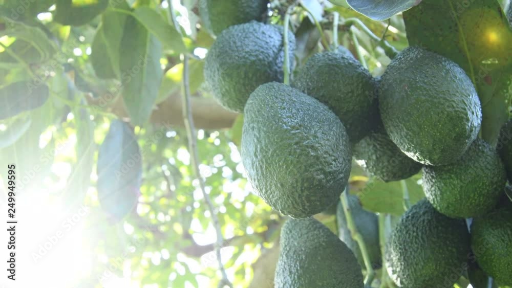 Branch of natural hass avocados hanging in a avocado tree at backlight