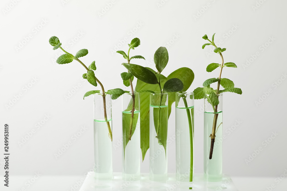 Test tubes with liquid and plants on white background. Chemistry concept Test tubes with liquid and plants on white background. Chemistry concept