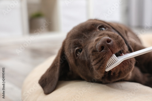 Cute Labrador Retriever with toothbrush indoors. Pet care photo