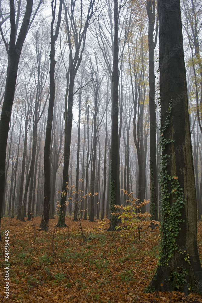 Obraz premium Foggy colorful autumn in Belgian forest, Tervuren