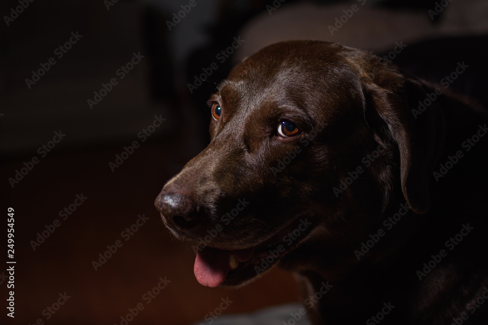 Perro labrador en casa