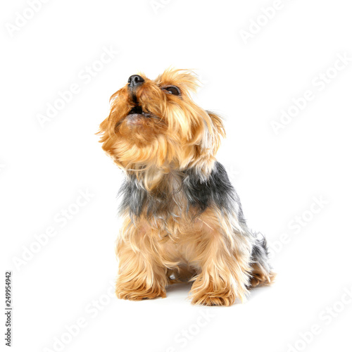 Yorkshire terrier isolated on white. Happy dog © New Africa