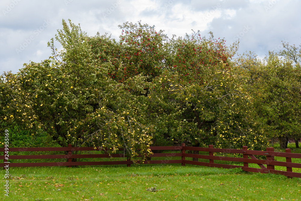 Ripe Apples in Orchard ready for harvesting Ripe Apples in Orchard ready for harvesting
