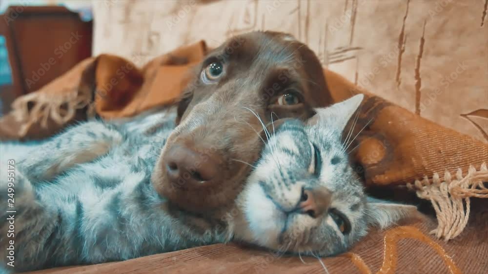 cat and a dog are sleeping together funny video. cat lifestyle and dog friendship indoors . pets friendship and love cat and dog