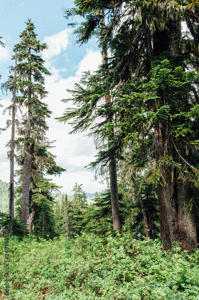 Fototapeta premium Alpine forest on Mount Washington, Strathcona Provincial Park, British Columbia, Canada
