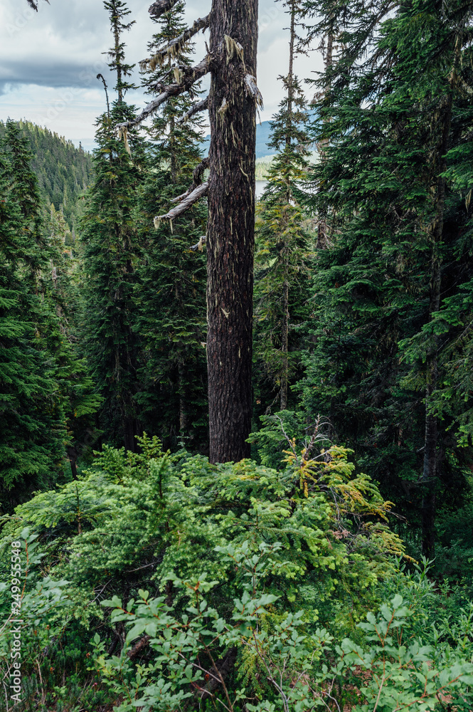 Fototapeta premium Alpine forest on Mount Washington, Strathcona Provincial Park, British Columbia, Canada