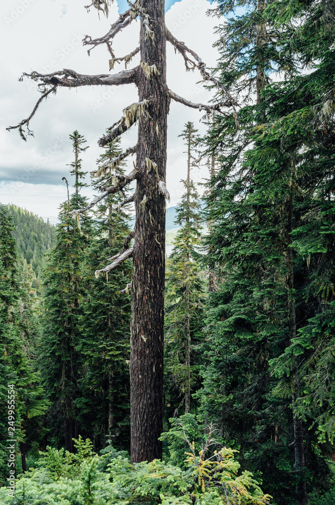 Fototapeta premium Alpine forest on Mount Washington, Strathcona Provincial Park, British Columbia, Canada