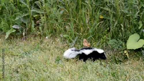 Adorable cute baby skunk lost in the city green area and looking for his mother.