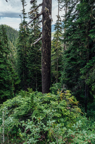Alpine forest on Mount Washington  Strathcona Provincial Park  British Columbia  Canada