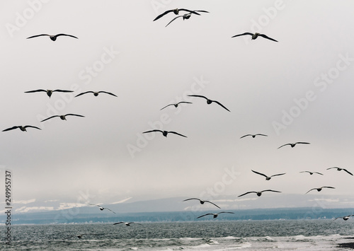 A flock of seagulls flying in cloudy skies at the beach on a stormy day