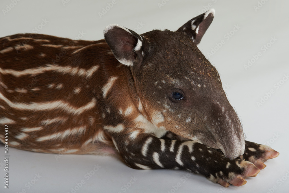 Fototapeta premium Cute baby tapir