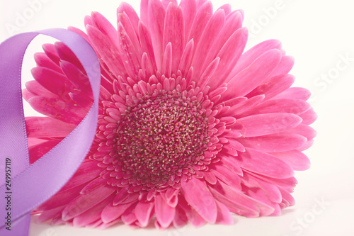 International Women s Day Pink Gerbera with symbolic purple ribbon on white wood table  with applied vintage wash filter.