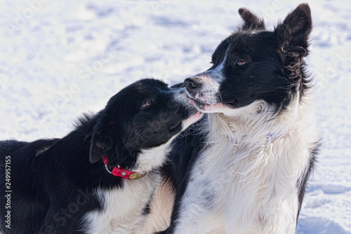 Young border collie and his sire