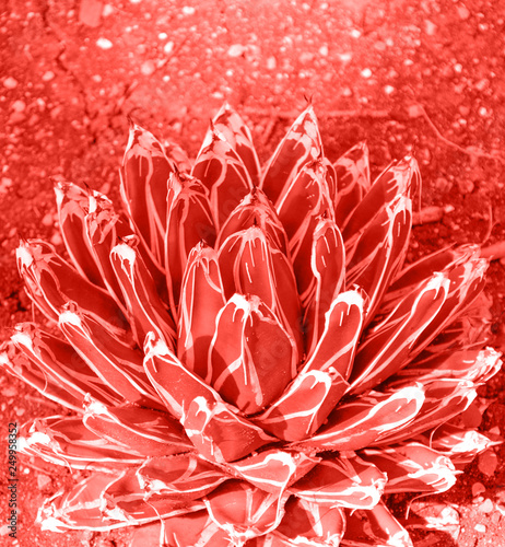 Abstract background of succulent plant in Living Coral color. Living Coral Color of the Year 2019 concept. Soft Living Coral background. Trendy concept of the color of the Year 2019.