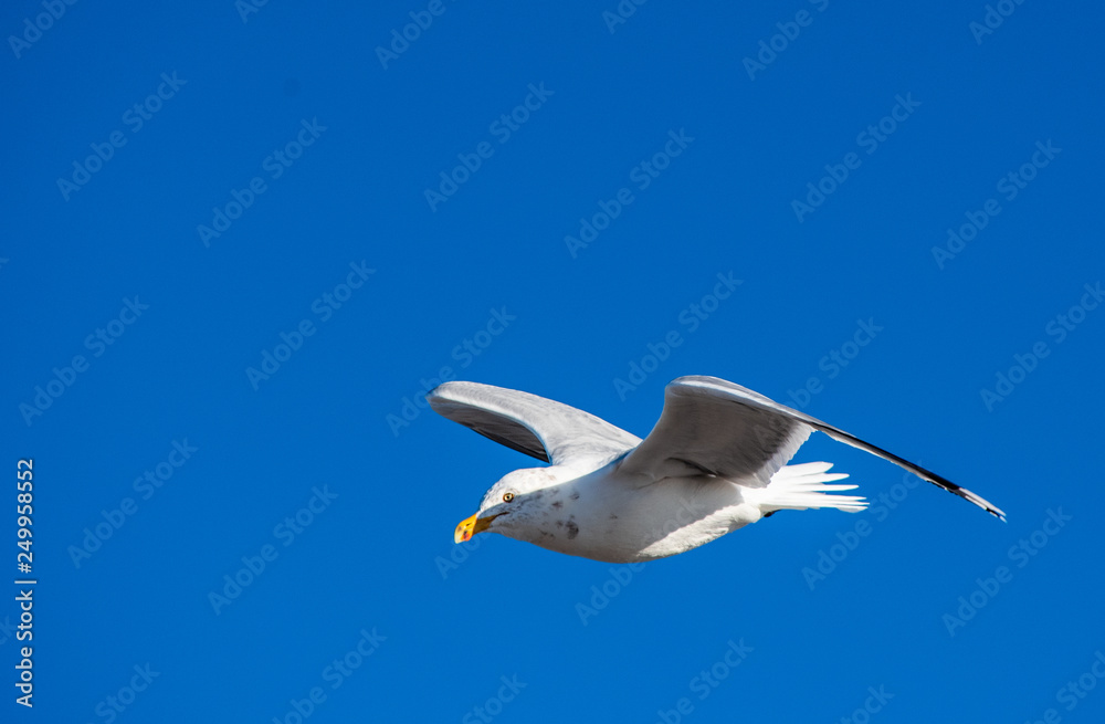 Fototapeta premium seagull in flight