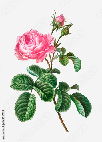 Provence rose