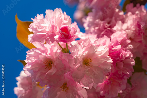 Cherry blossom. Sacura cherry-tree. Background with flowers on a spring day. Blooming sakura blossoms flowers close up with blue sky on nature background.