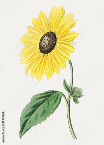 Californian sunflower