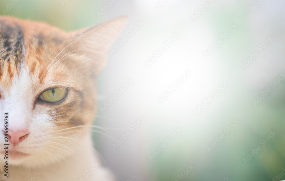 Thai cat playing on the field on blurred tree background Thai cat playing on the field on blurred tree background