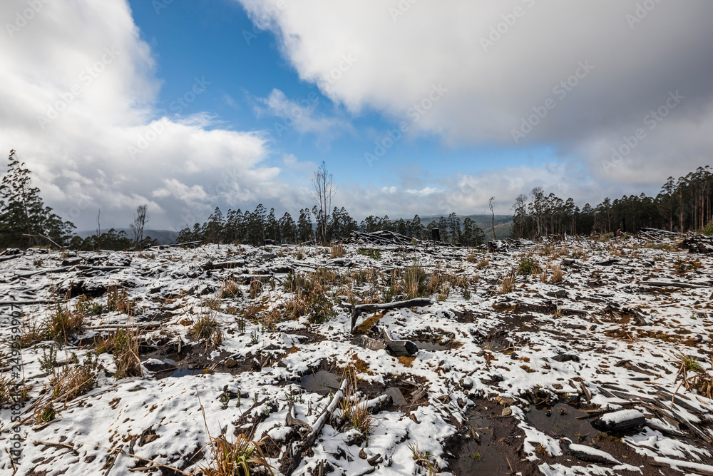 A blanket of snow at a forestry coupe in Victoria Australia