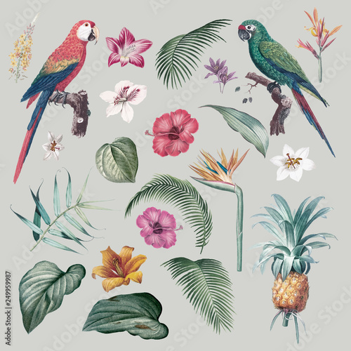 Macaw foliage illustration