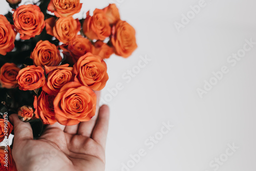 Coral Rose Styled Stock Photo © Kerri
