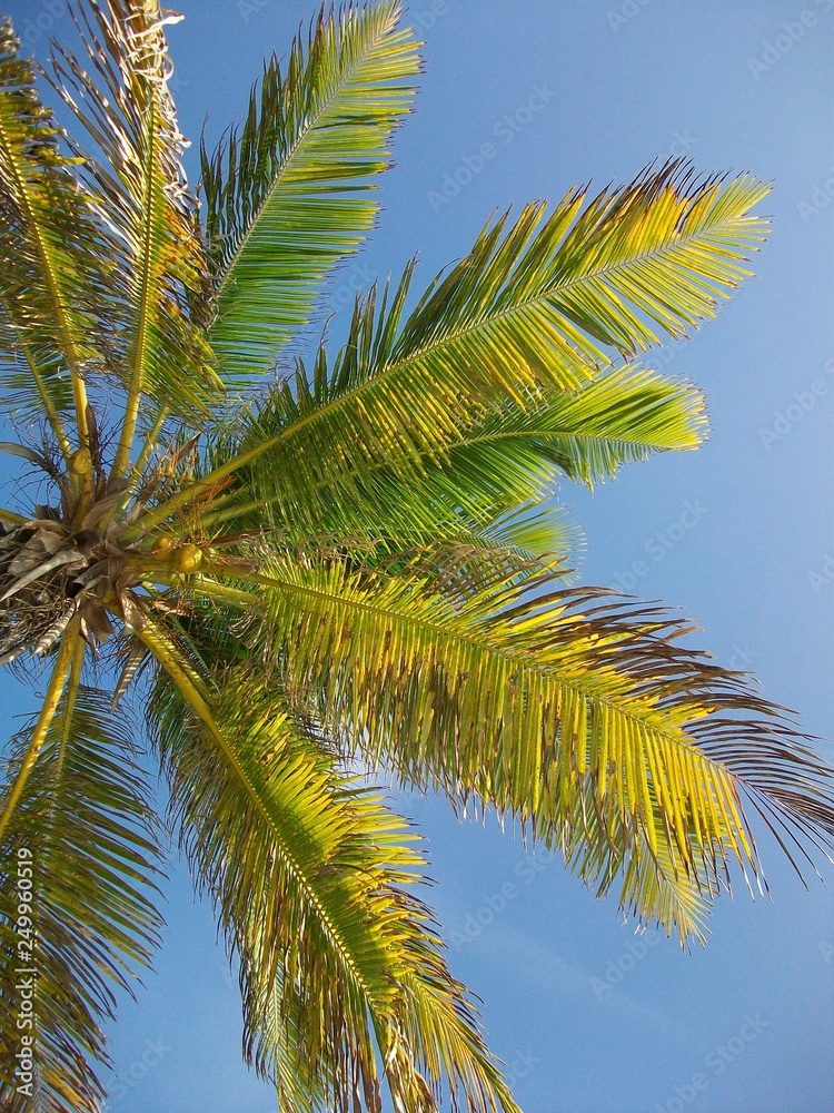Palmera Palmera