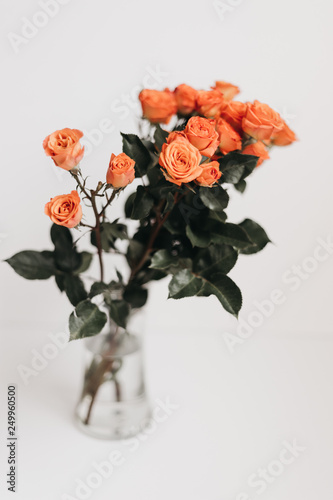 Coral Rose Styled Stock Photo