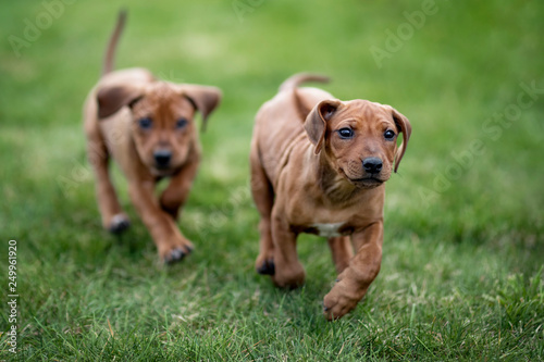 Rhodesian ridgeback puppies running on green grass