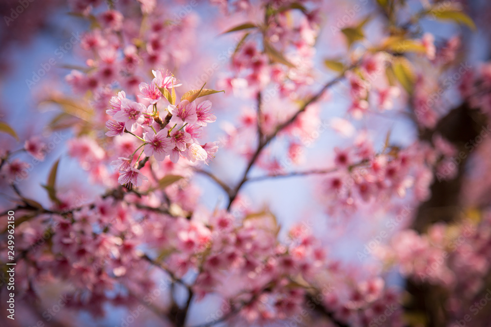 Prunus cerasoides, Wild Himalayan Cherry Prunus cerasoides, Wild Himalayan Cherry