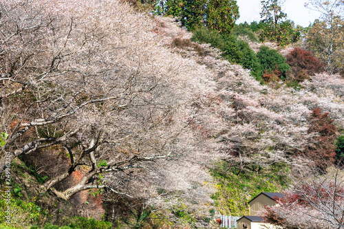 Obara Shikizakura, sakura trees full blooming on green hill in the autumn season of Obara district, Toyota city, Nagoya, Japan. photo