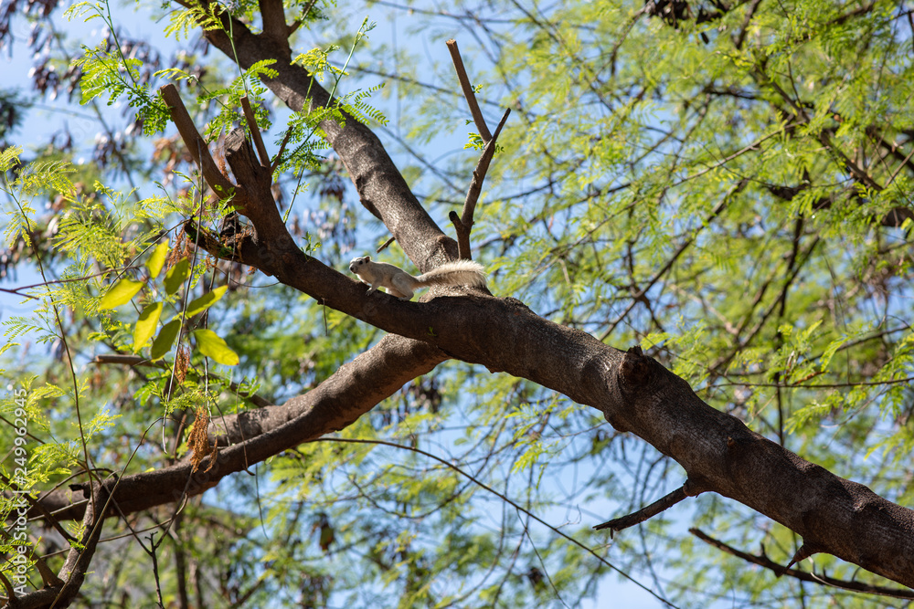 A pale brown and cute squirrel looks curious while ralaxing on a cut branch in the little park during spring time.