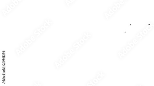 three isolated birds on white background fly across frame.